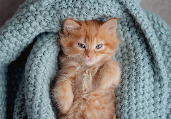 Ginger kitten. red orange kitten sit at blanket. Sweet adorable kitten on a serenity blue background. Funny kitten
