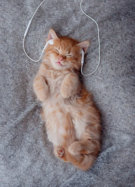 ginger kitten listens to music in headphones. cute pets concept