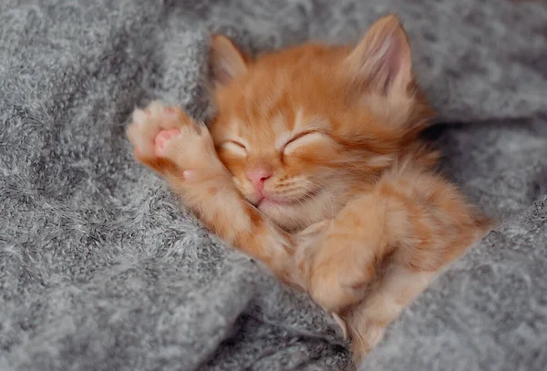 Bonito Pouco Vermelho Gatinho Dorme Pele Cinza Cobertor — Fotografia de Stock