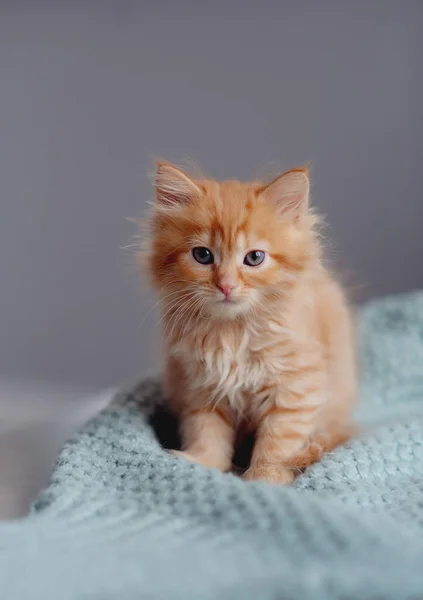 Young cute little red kitty. Long haired ginger kitten play at home. Cute funny home pets. Domestic animal and Young kittens
