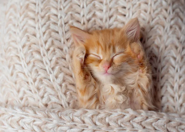 Şirin Kırmızı Kedi Yavrusu Beyaz Kürk Battaniyesinde Uyuyor — Stok fotoğraf