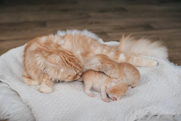 Şirin Kedicikler Kırmızı Kedi — Stok fotoğraf