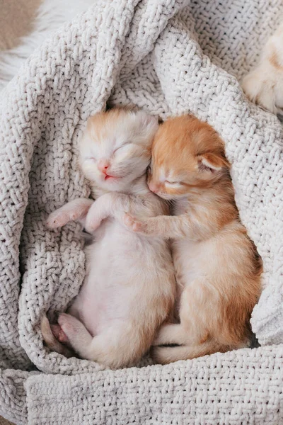 Милая Маленькая Красная Кошечка Спит Меховом Белом Одеяле — стоковое фото