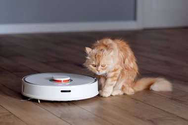 Zencefilli kedi robot elektrikli süpürgenin üzerinde oturuyor. Beyaz elektrik süpürgesi yerde çalışıyor.