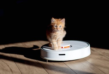 Zencefilli kedi robot elektrikli süpürgenin üzerinde oturuyor. Beyaz elektrik süpürgesi yerde çalışıyor.