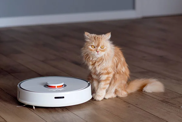 White Robot Vacuum Cleaner Washes Floor Ginger Cat — Stock Photo, Image