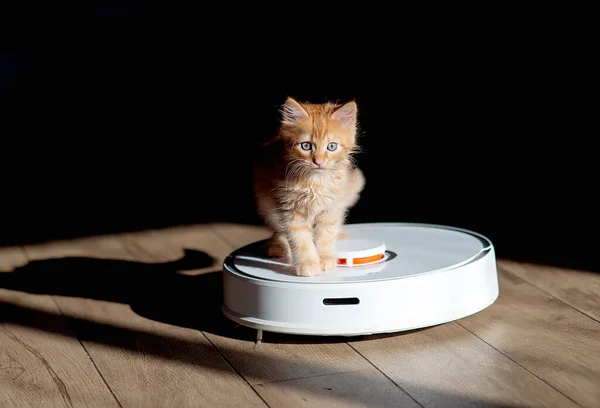 ginger kitten sitting on robotic vacuum cleaner. White vacuum cleaner is working on the floor