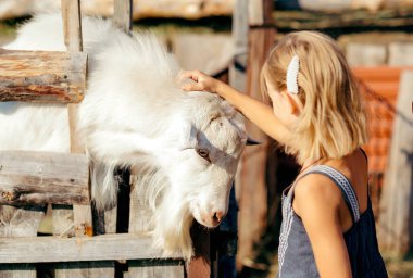 Çiftlikte küçük keçi ve koyunları besleyen sevimli bir çocuk. Hayvanat bahçesinde hayvan besleyen çocuk. Aile hafta sonundaki heyecanlı ve mutlu çocuk.