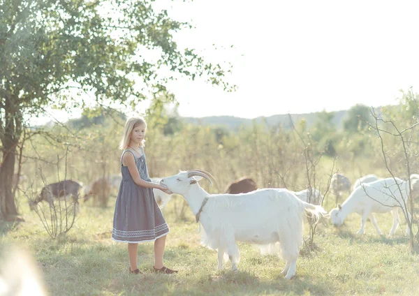 外のヤギチーズ農場でヤギと遊んだり餌をあげたり 農場の女の子の餌とペットヤギ — ストック写真