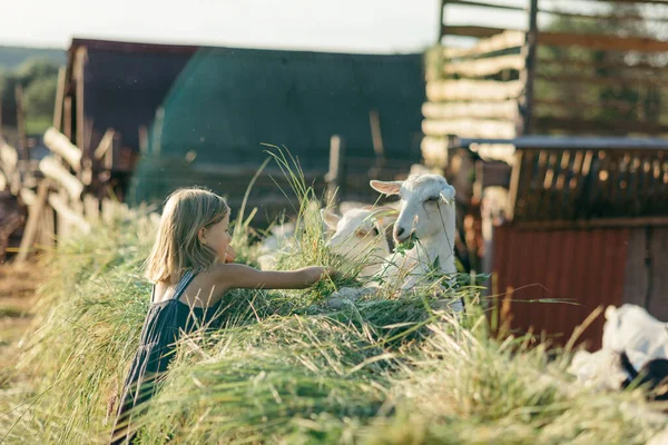 Adorable Girl Playing Goats Farm Child Familiarizing Herself Animals Farming — Stock Photo, Image