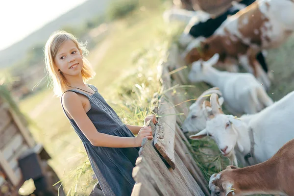 Menina Adorável Brincando Com Cabras Fazenda Criança Familiarizando Com Animais — Fotografia de Stock