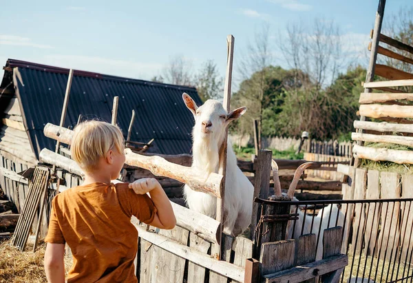 Çiftlikte Küçük Keçi Koyunları Besleyen Sevimli Bir Çocuk Hayvanat Bahçesinde — Stok fotoğraf