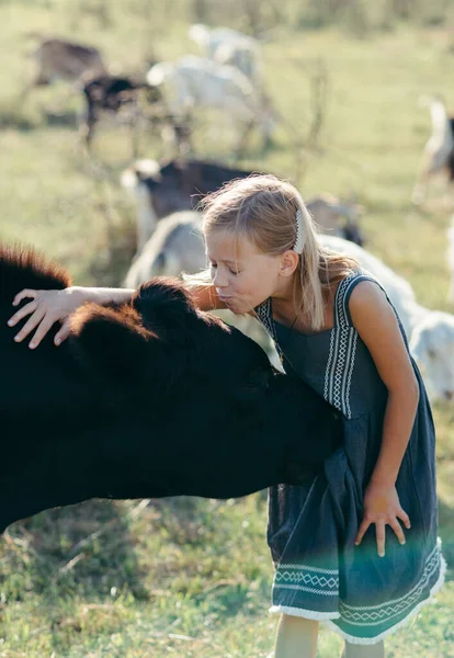caucasian little girl feeding cows with in paddock on farm. Modern countryside lifestyle. Agriculture and farming. Warm sunny day