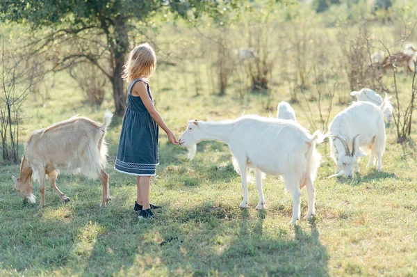 農場でヤギと遊ぶ愛らしい女の子 子供は動物をよく知っている 農業と園芸 子供のための屋外夏の活動 — ストック写真