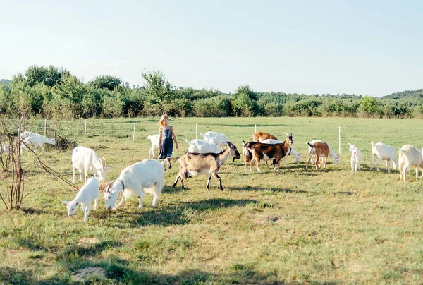 Stock image girl playing and feeding with goats on the goats cheese farm outdoors