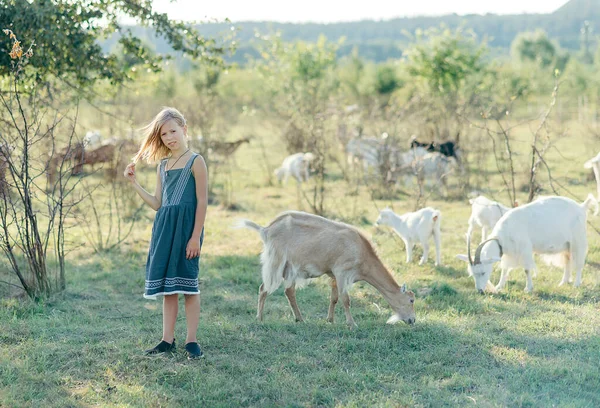 Dívka Hraje Krmení Kozami Kozí Sýrové Farmě Venku — Stock fotografie