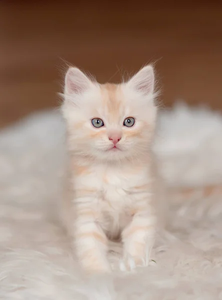 Tabby Koťátko Sedí Doma — Stock fotografie
