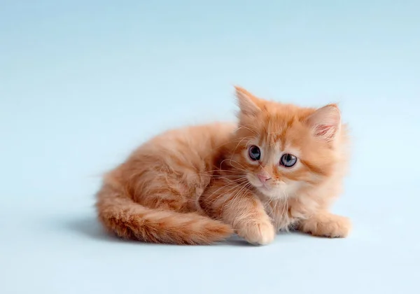 Gember Kitten Achtergrond — Stockfoto
