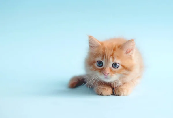 青色の背景に生姜猫 — ストック写真