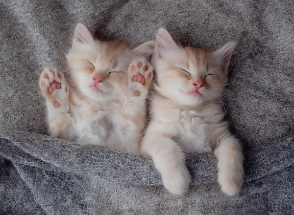 Cute Ginger Kittens Sleeping on a fur Blanket. Concept of Happy Adorable Cat Pets