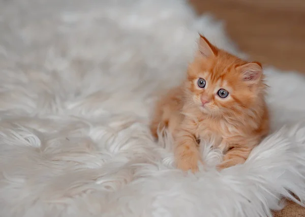 Cute Ginger Kittens on fur blanket. Concept of Happy Adorable Cat Pets