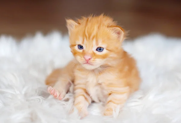 Kleines Ingwerkätzchen Auf Einer Weißen Decke Kitty — Stockfoto