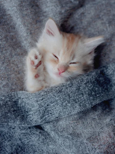 Roztomilá Koťátka Spící Šedé Kožešinové Přikrývce Koncept Šťastný Rozkošný Kočka — Stock fotografie