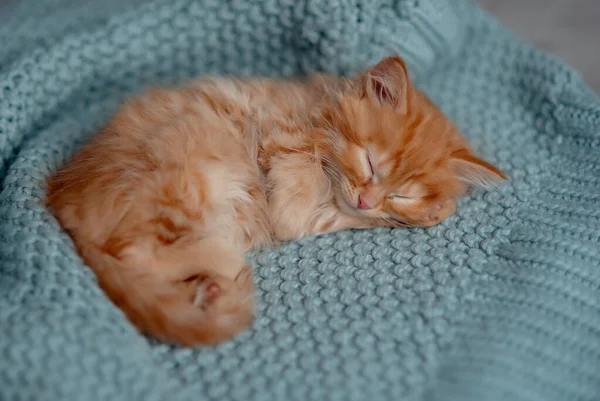 Battaniyenin Üzerinde Uyuyan Sevimli Kızıl Kedi Yavrusu Mutlu Sevimli Kedi — Stok fotoğraf