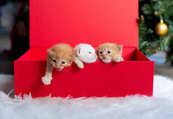 Entzückende Kätzchen Einer Schachtel Weihnachten — Stockfoto