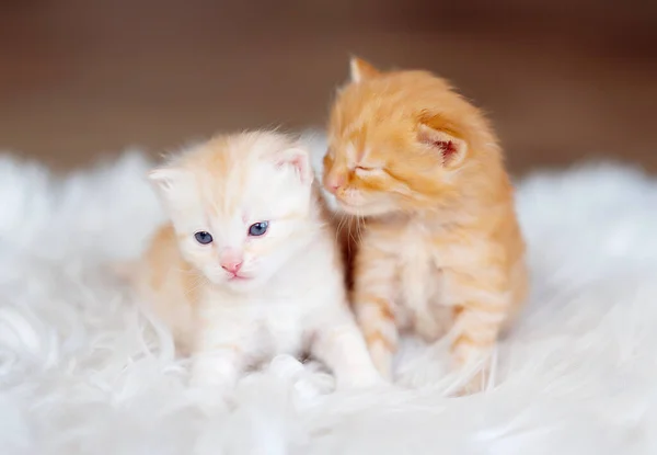 Dwa Małe Słodkie Kocięta Imbirowe — Zdjęcie stockowe
