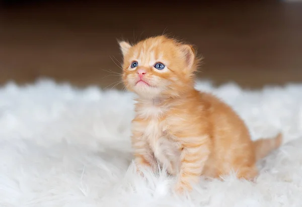 Pisoi Ghimbir Mic Pătură Albă Kitty — Fotografie, imagine de stoc
