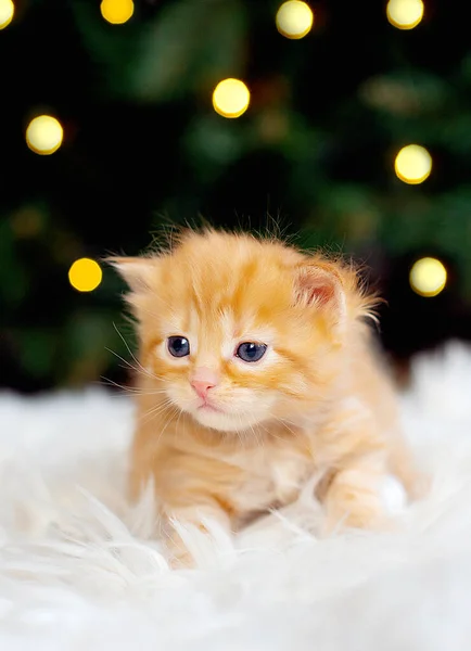 Ένα Νεογέννητο Κοκκινότριχο Γατάκι Περιμένει Γάτα Χαριτωμένα Αστεία Κατοικίδια Χριστούγεννα — Φωτογραφία Αρχείου