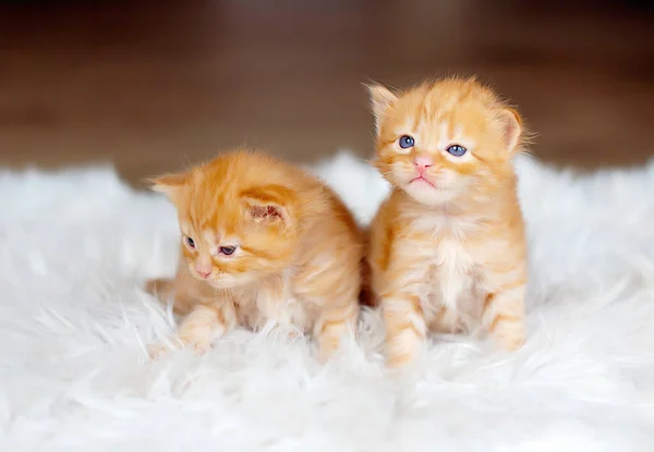 Iki Küçük Sevimli Kızıl Kedi Yavrusu — Stok fotoğraf