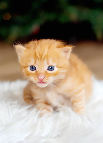 Little newborn ginger kitten are waiting for the cat. Cute funny home pets. Christmas. Kitten at three weeks old of life