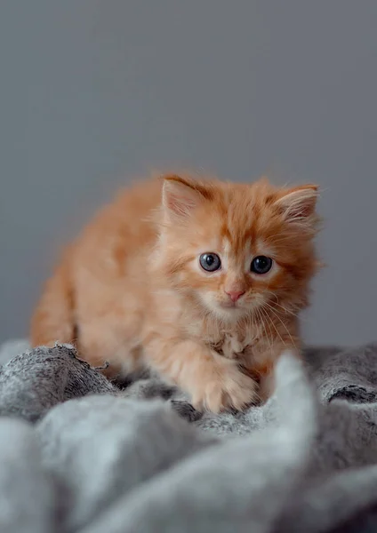 Ginger kitten. red orange kitten sit on grey blanket. Sweet adorable kitten .Funny kitten