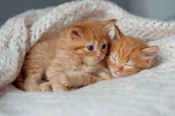Két Vörös Cica Alszik Vicces Fotó Háziállatok — Stock Fotó