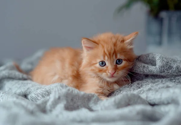 Charmantes Kätzchen Auf Grauem Hintergrund Haustierkonzept — Stockfoto