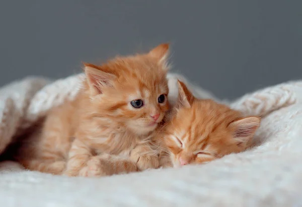 Κοιμούνται Δύο Κόκκινα Γατάκια Αστεία Φωτογραφία Των Κατοικίδιων Ζώων — Φωτογραφία Αρχείου