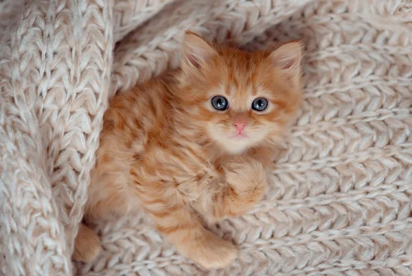 Милый Красный Котенок Смешное Фото Животных Животные — стоковое фото