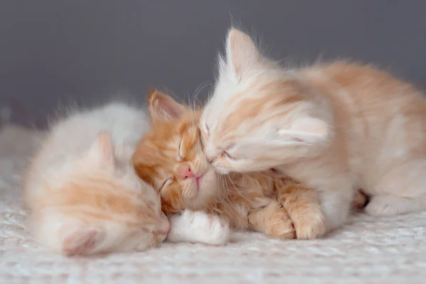 Tres Pequeños Gatitos Rojos Encantadores Casa Mascotas —  Fotos de Stock