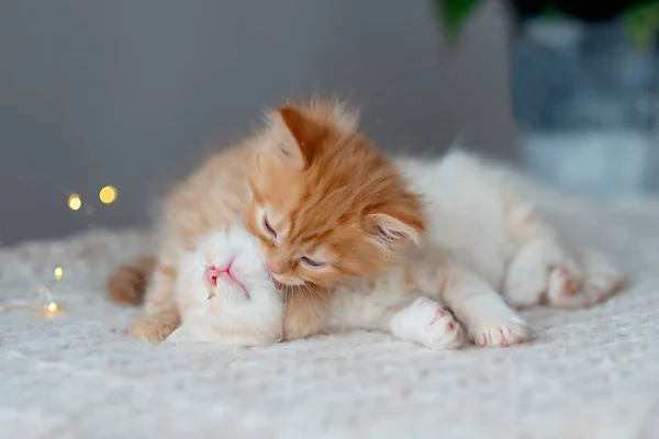 Dwa Czerwone Kociaki Śpią Śmieszne Zdjęcie Zwierząt Domowych — Zdjęcie stockowe
