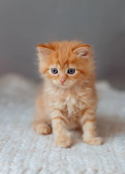 可爱的红猫 动物的滑稽照片 — 图库照片