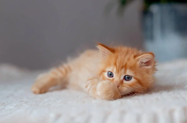 Niedliche Ingwerkätzchen Auf Felldecke Konzept Von Happy Adorable Cat Pets — Stockfoto