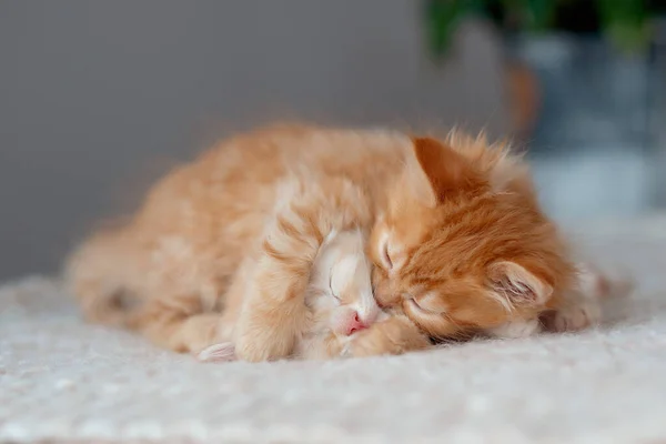 Kedi Yavrusu Beyaz Kırmızı Battaniyenin Üzerinde Tatlı Tatlı Uyuyor — Stok fotoğraf