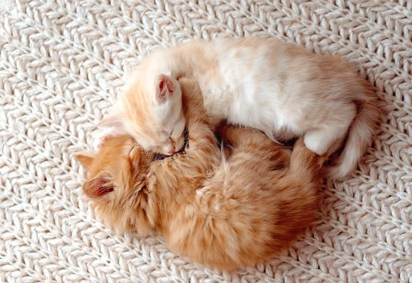 Kırmızı Kedi Uyuyor Evcil Hayvanların Komik Fotoğrafı — Stok fotoğraf