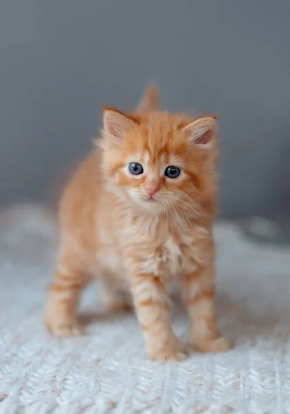 Cuki Vörös Cica Vicces Kép Állatokról Háziállatok — Stock Fotó