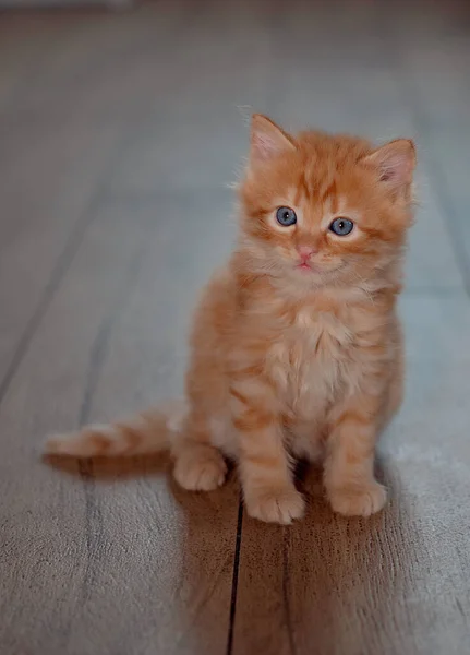 小可爱的生姜猫在家里 — 图库照片
