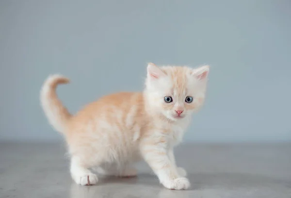 灰色背景上迷人的小猫 宠物概念 — 图库照片