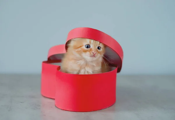 Adorable Kitten Box Christmas — Stock Photo, Image