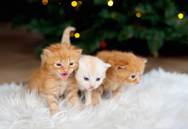 Drie Kleine Rode Charmante Kittens Thuis Huisdieren Kerstmis — Stockfoto